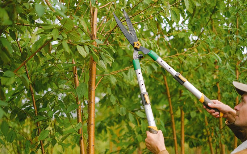 Tree trimming in Doddridge, AR