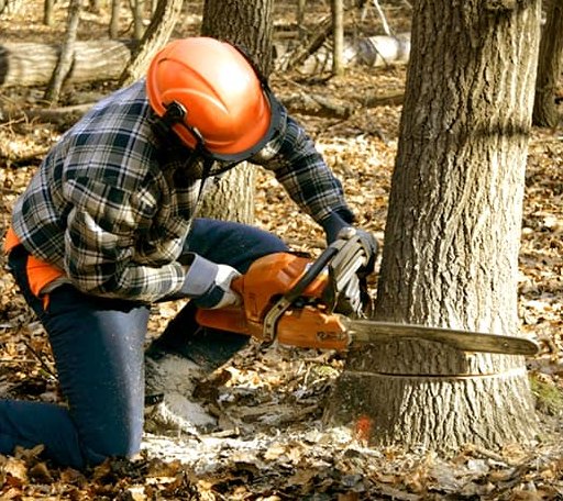Tree Removal in Doddridge, AR